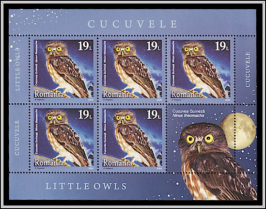 Jungle Hawk Owl (Ninox theomacha)