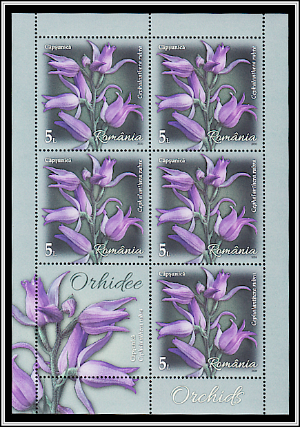 Red Hellborine (Cephalanthera rubra)