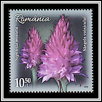 Gymnadenia
