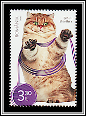 Red British Shorthair