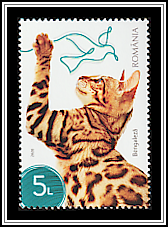 Bengal
