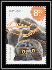Blue British Shorthair