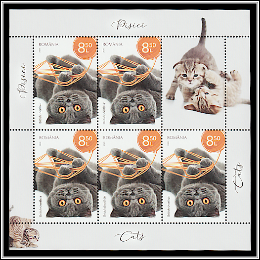Blue British Shorthair