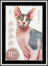 Sphynx Cat