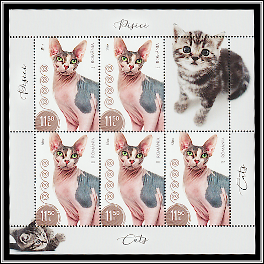 Sphynx Cat