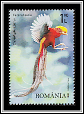 Golden Pheasant