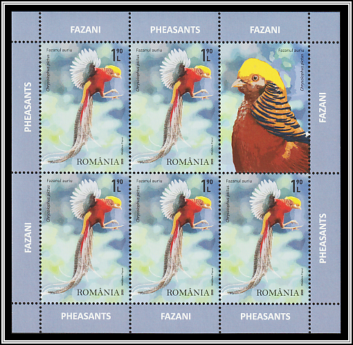 Golden Pheasant (Chrysolophus pictus)