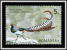 Diamond Pheasant