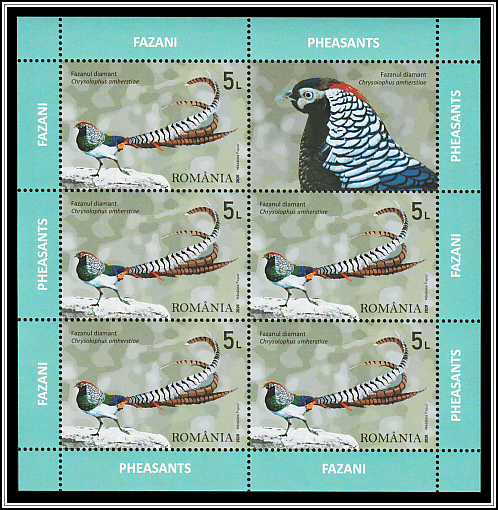 Diamond Pheasant (Chrysolophus amherstiae)
