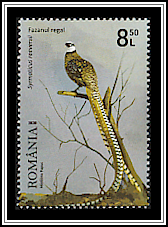 Royal Pheasant
