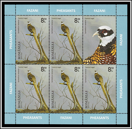 Royal Pheasant (Syrmaticus reeversii)