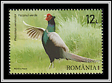 Hunting Pheasant