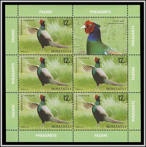 Hunting Pheasant (Phasianus colchicus)