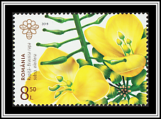 Field Mustard