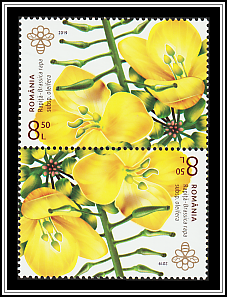 Field Mustard
