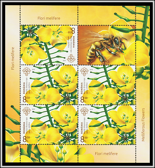 Field Mustard (Brassica rapa oleifera)