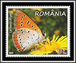 Large Copper (Lycaena dispar)