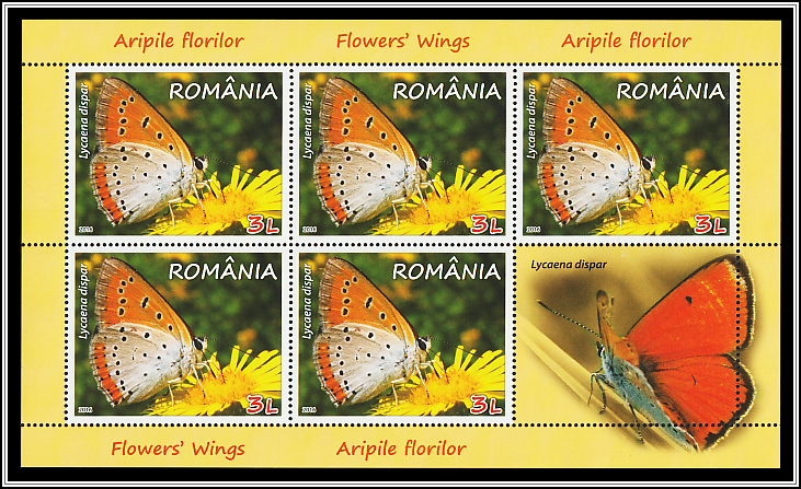 Large Copper (Lycaena dispar)