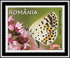 Chequered Blue Butterfly (Scolitantides orion)