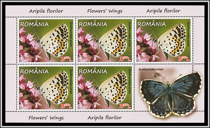 Chequered Blue Butterfly (Scolitantides orion)
