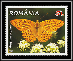 Silver-washed Fritillary (Argynnis paphia)