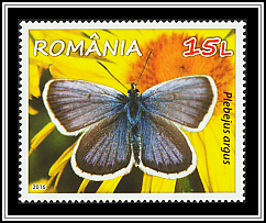 Silver-studded Blue (Plebejus argus)