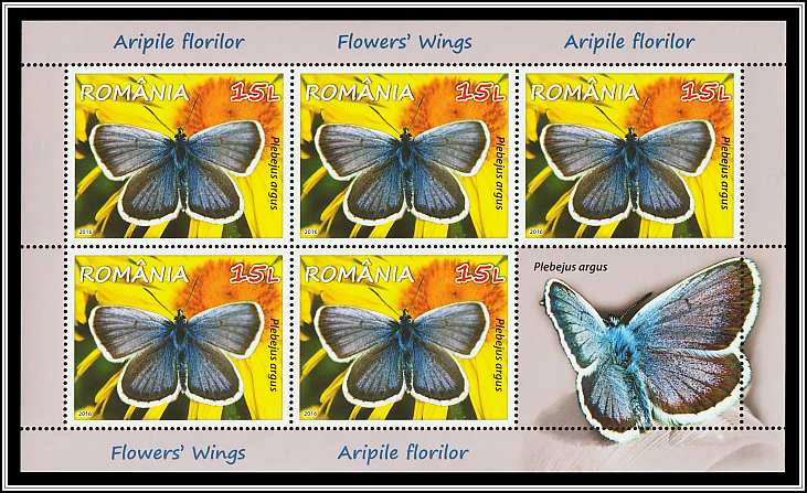 Silver-studded Blue (Plebejus argus)
