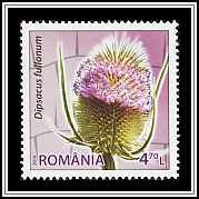 Wild Teasel (Dipsacus fullonum)