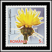 Yellow Star-thistle (Centaurea solstitialis)