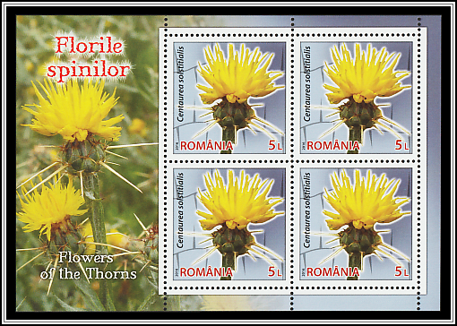 Yellow Star-thistle (Centaurea solstitialis)