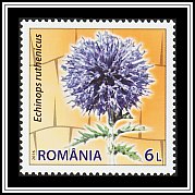 Southern Globethistle (Echinops ruthenicus)