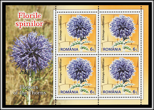 Southern Globethistle (Echinops ruthenicus)