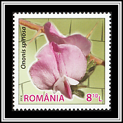 Spiny Restharrow (Ononis spinosa)