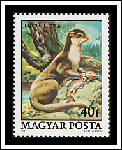Eurasian Otter