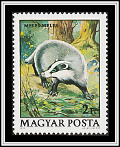 European Badger