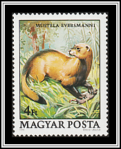 Steppe Polecat