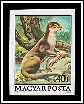 Eurasian Otter