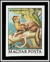 Pine Marten