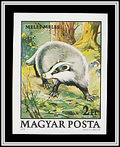 European Badger