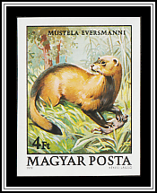 Steppe Polecat