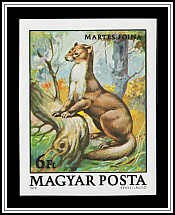 Beech Marten