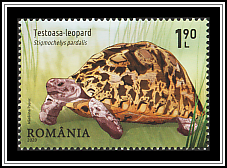 Leopard Turtle