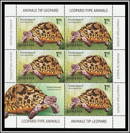 Leopard Turtle (Stigmochelys pardalis)