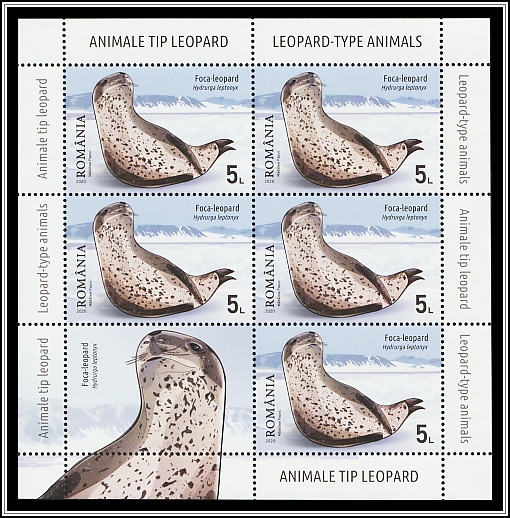 Leopard Seal (Hydrurga leptonyx)