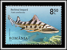 Leopard Shark
