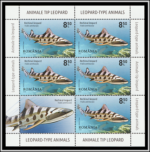 Leopard Shark (Triakis semifasciata)