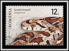 Leopard Snake