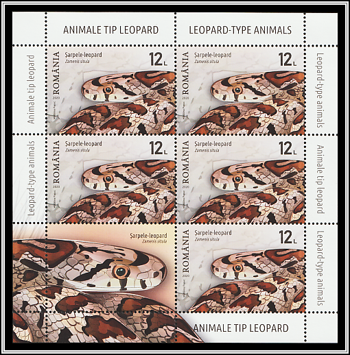 Leopard Snake (Zamenis situla)