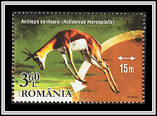 Springbok (Antidorcas marsupialis)