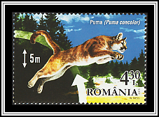 Puma (Puma concolor)